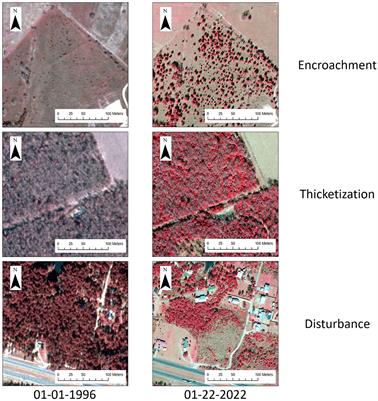 Examining changes in woody vegetation cover in a human-modified temperate savanna in Central Texas between 1996 and 2022 using remote sensing